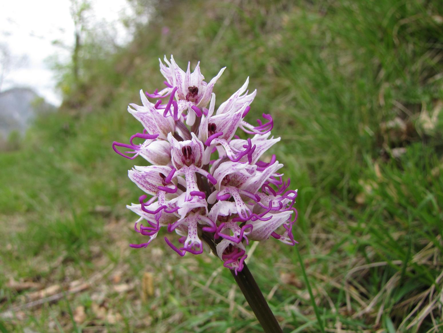 Le nostre prime orchis & ophrys